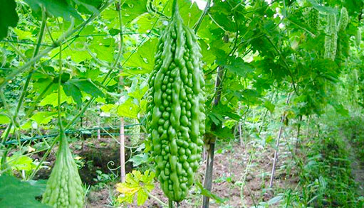 湘潭虹采生态农业开发有限公司_湘潭蔬菜配送|湖南果蔬种植基地|蔬菜种植