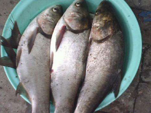 鲢鱼